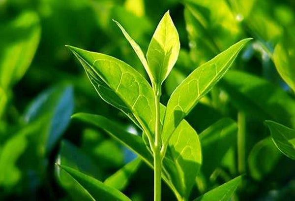Vitamins and Minerals Found in Green Tea